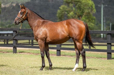 rosehill race results|Rosehill (AUS) Race Results .